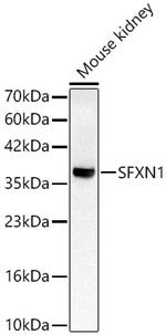 SFXN1 Polyclonal Antibody