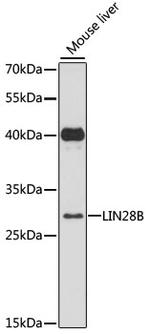 LIN28B Polyclonal Antibody