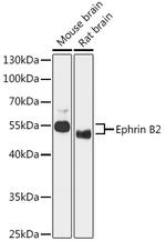 Ephrin B2 Polyclonal Antibody