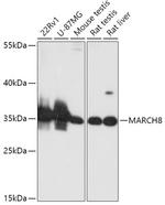 MARCH8 Polyclonal Antibody