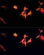 MSP Antibody in Immunocytochemistry (ICC/IF)