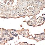 MSP Antibody in Immunohistochemistry (Paraffin) (IHC (P))