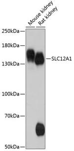 NKCC2 Polyclonal Antibody