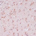 RPL32 Antibody in Immunohistochemistry (Paraffin) (IHC (P))