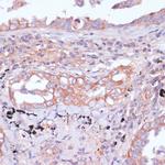 RPL32 Antibody in Immunohistochemistry (Paraffin) (IHC (P))