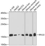 RPL32 Antibody in Western Blot (WB)