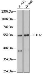 CTU2 Polyclonal Antibody
