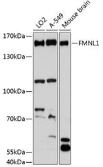 FMNL1 Polyclonal Antibody