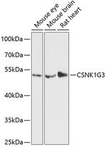 CK1 gamma-3 Polyclonal Antibody