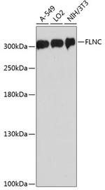 Filamin 2 Antibody in Western Blot (WB)