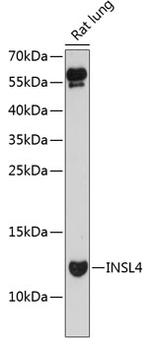 INSL4 Antibody in Western Blot (WB)