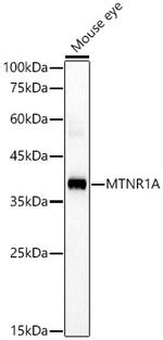 MTNR1A Antibody in Western Blot (WB)