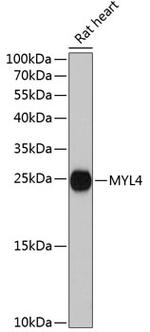 MYL4 Antibody in Western Blot (WB)
