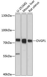 OVGP1 Polyclonal Antibody
