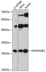 PAFAH1B3 Polyclonal Antibody