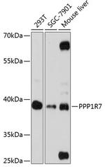 PPP1R7 Polyclonal Antibody