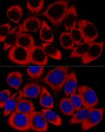 RPL27 Polyclonal Antibody