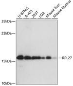 RPL27 Antibody in Western Blot (WB)