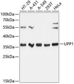 UPP1 Polyclonal Antibody