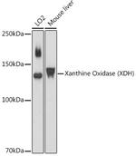 XDH Polyclonal Antibody