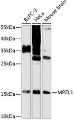 MPZL1 Polyclonal Antibody