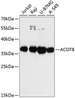 ACOT8 Polyclonal Antibody