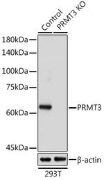PRMT3 Polyclonal Antibody