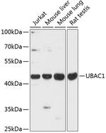 UBAC1 Polyclonal Antibody