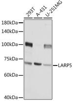 LAR4B Polyclonal Antibody