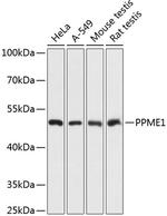 PPME1 Polyclonal Antibody