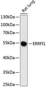 Mig-6 Polyclonal Antibody