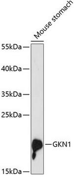 GKN1 Polyclonal Antibody
