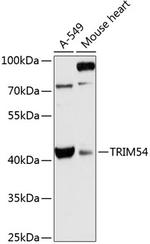 MURF3 Antibody in Western Blot (WB)