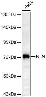 NLN Polyclonal Antibody