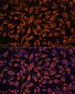 LRRC7 Antibody in Immunocytochemistry (ICC/IF)