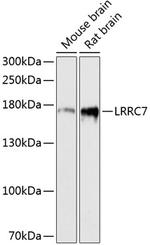 LRRC7 Antibody in Western Blot (WB)