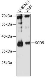SCD5 Polyclonal Antibody