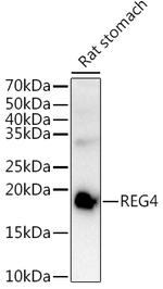 REG4 Antibody in Western Blot (WB)