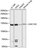 Munc13-4 Antibody in Western Blot (WB)