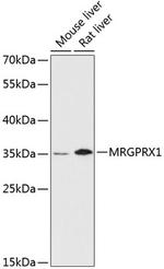 MRGPRX1 Polyclonal Antibody