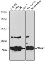 RAD26L Polyclonal Antibody