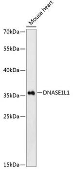 DNASE1L1 Antibody in Western Blot (WB)