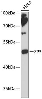 ZP3 Polyclonal Antibody