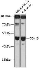 PFTK2 Polyclonal Antibody