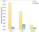 PER2 Antibody in ChIP Assay (ChIP)