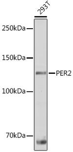 PER2 Antibody in Western Blot (WB)