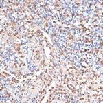 Cathepsin G Antibody in Immunohistochemistry (Paraffin) (IHC (P))