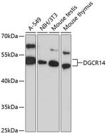 DGCR14 Polyclonal Antibody