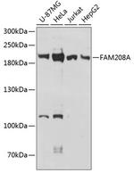 FAM208A Polyclonal Antibody