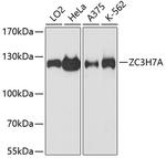 ZC3H7A Antibody in Western Blot (WB)